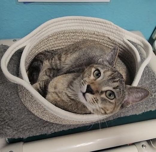 Fox, a Adoptable Domestic Short Hair in Phoenix, AZ image 5/6