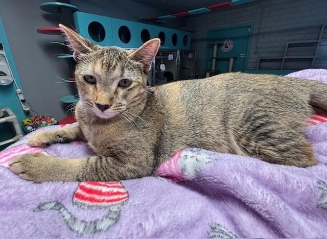 Fox, Adoptable, Young Female Domestic Short Hair.