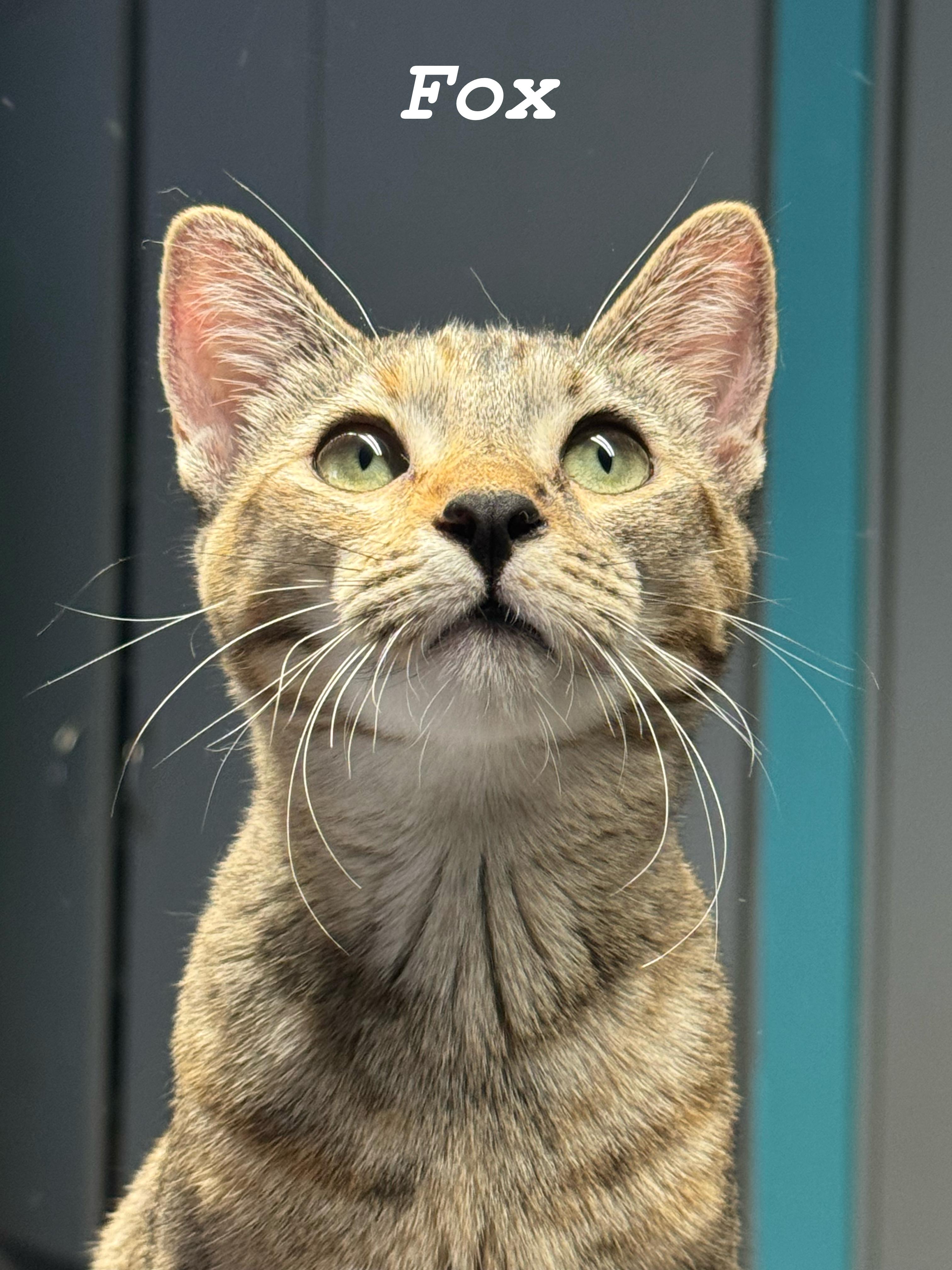 Fox, a Adoptable Domestic Short Hair in Phoenix, AZ image 2/6