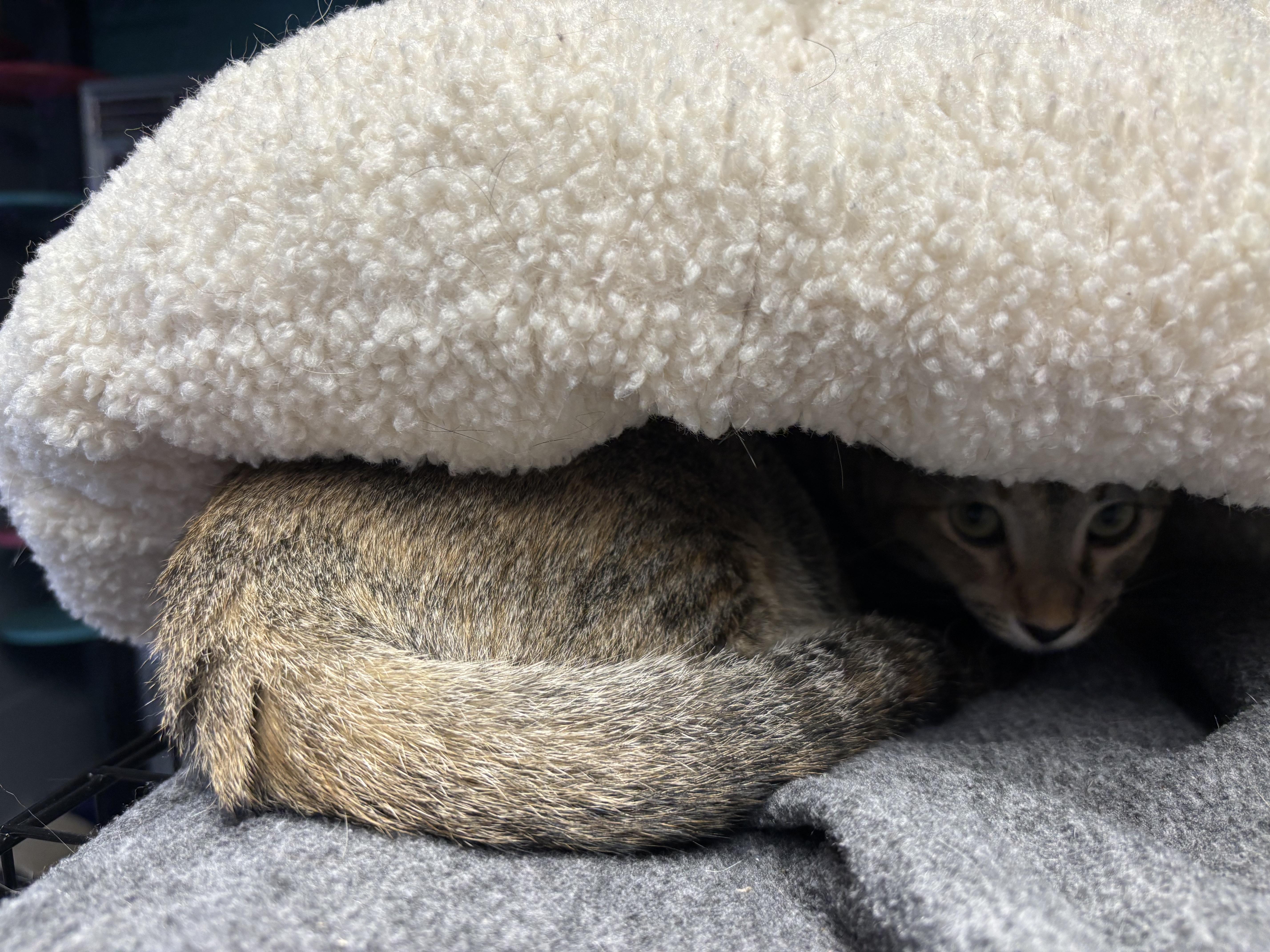 Fox, a Adoptable Domestic Short Hair in Phoenix, AZ image 3/6