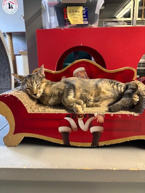 Fox, a Adoptable Domestic Short Hair in Phoenix, AZ image 4/6