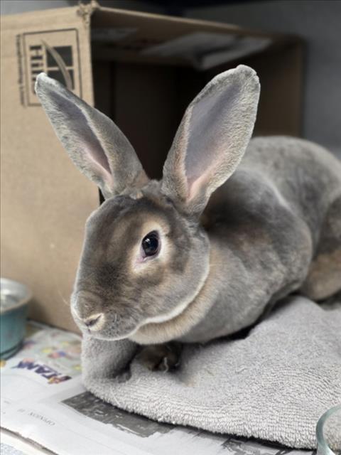HAZEL, Adoptable, Young Female Bunny Rabbit.