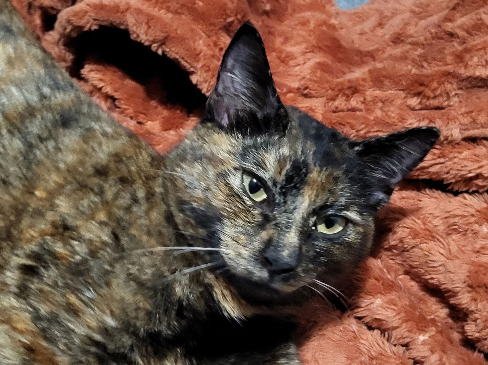 Mama Calliope, Adoptable, Young Female Domestic Short Hair.