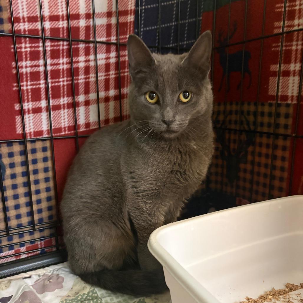 Enlarge Wolfie, a Adoptable Domestic Short Hair in Pennsville, NJ image 1/1