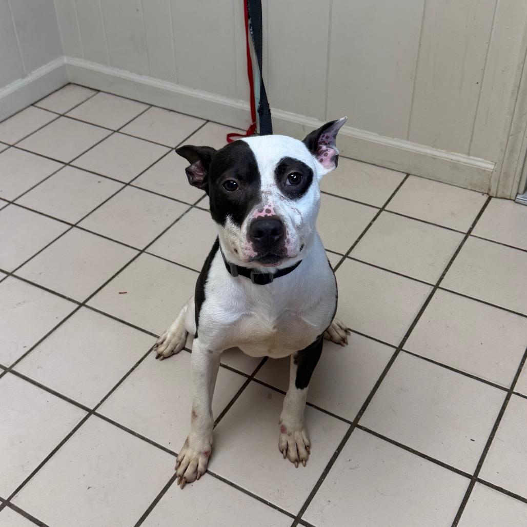 TUSC-Stray-83623 — thumbnail 2