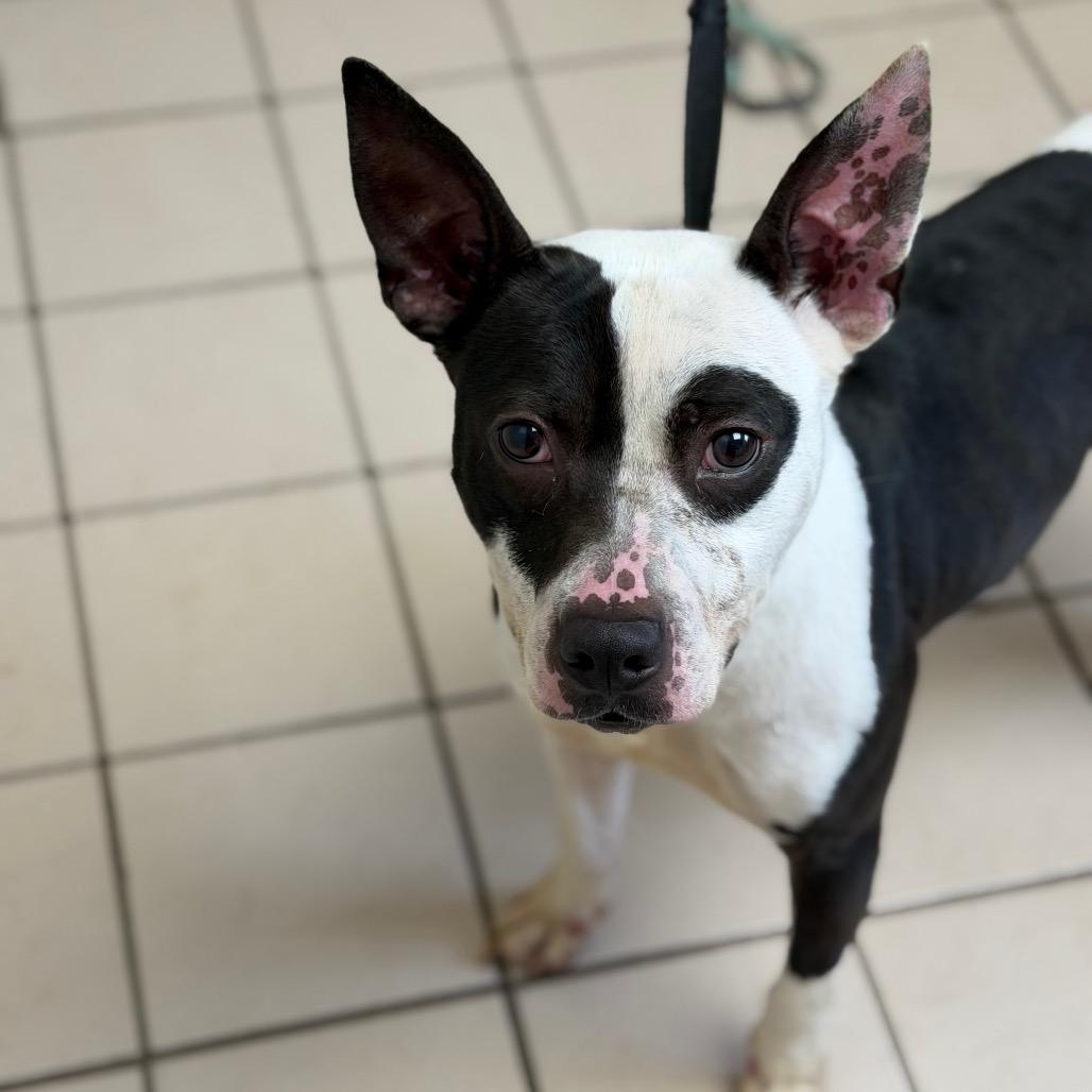 TUSC-Stray-83623 — thumbnail 3