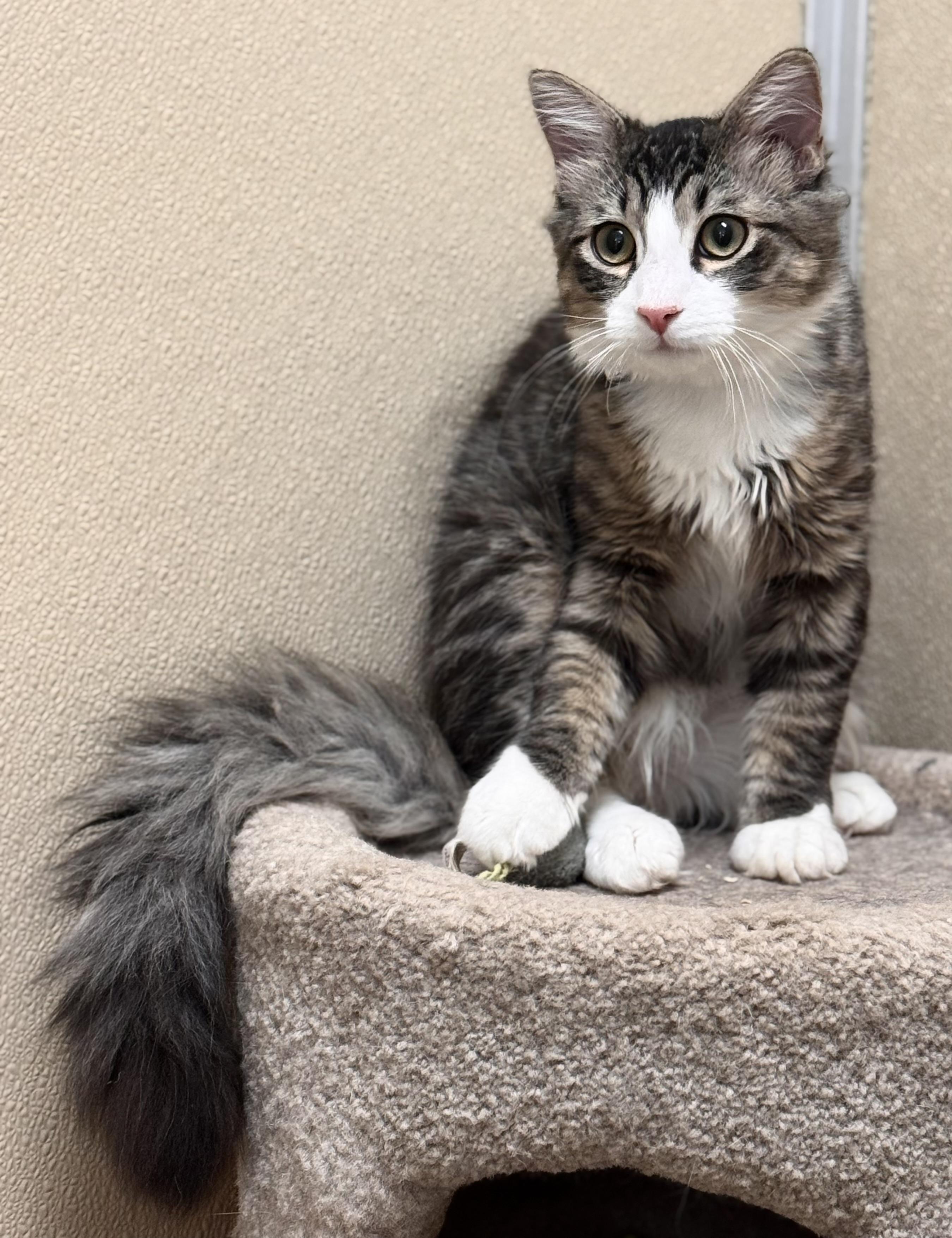 Enlarge Squeak, an adopted Domestic Medium Hair in Kearneysville, WV image 4/4