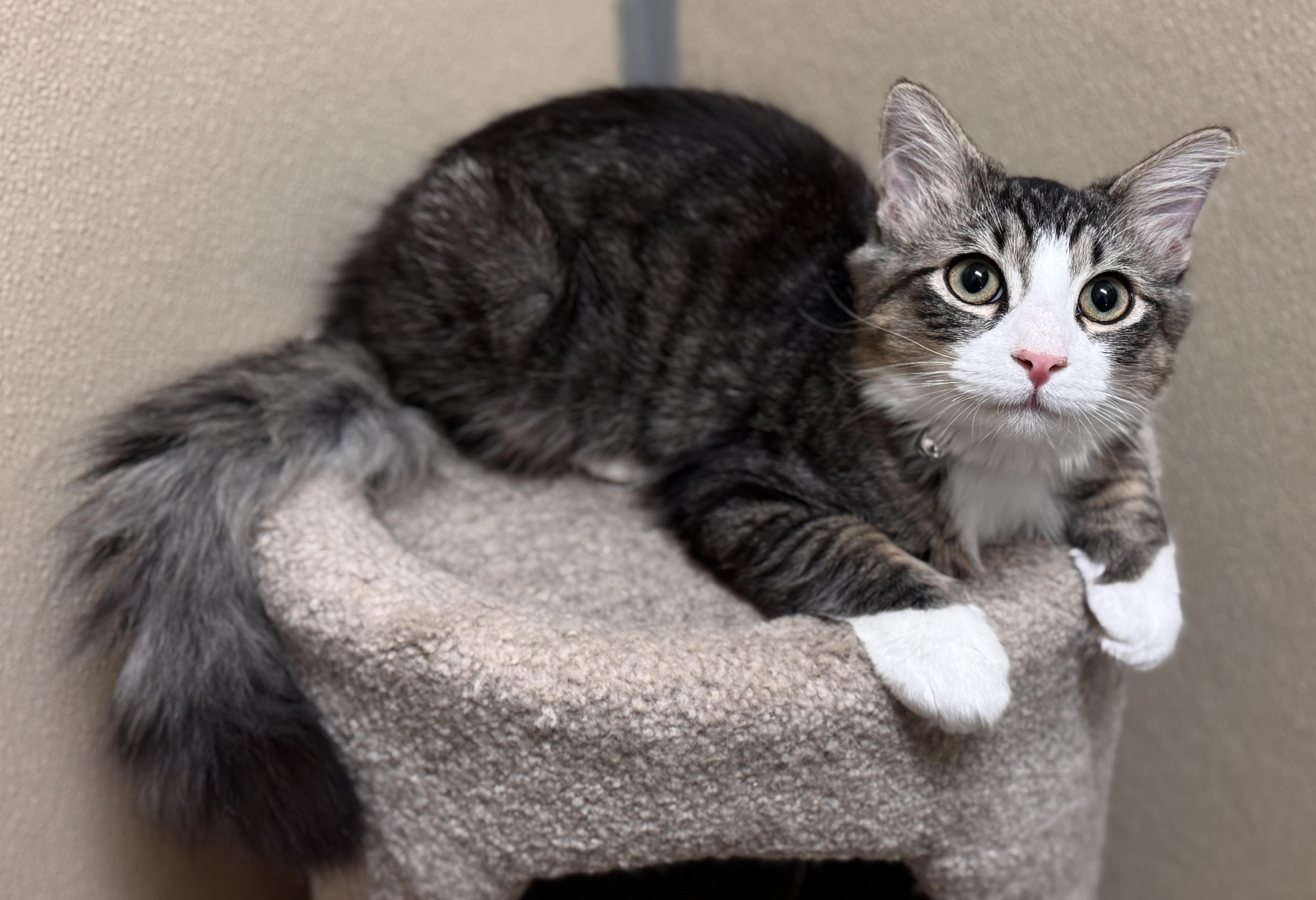 Enlarge Squeak, an adopted Domestic Medium Hair in Kearneysville, WV image 2/4