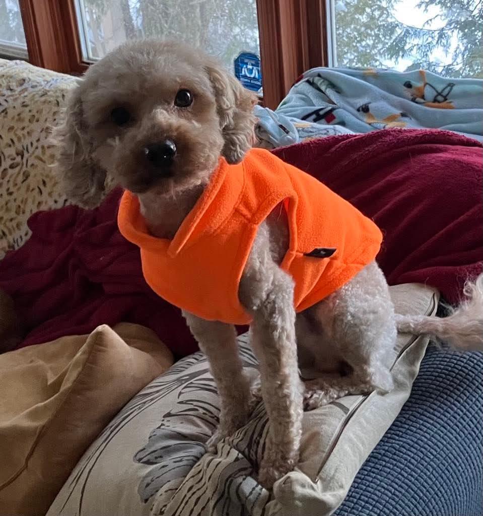 Buddy, born January 28, 2022