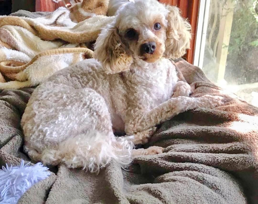 Buddy, born January 28, 2022