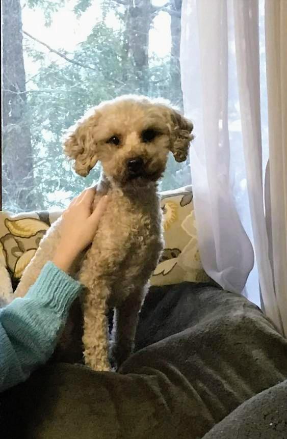 Buddy, born January 28, 2022