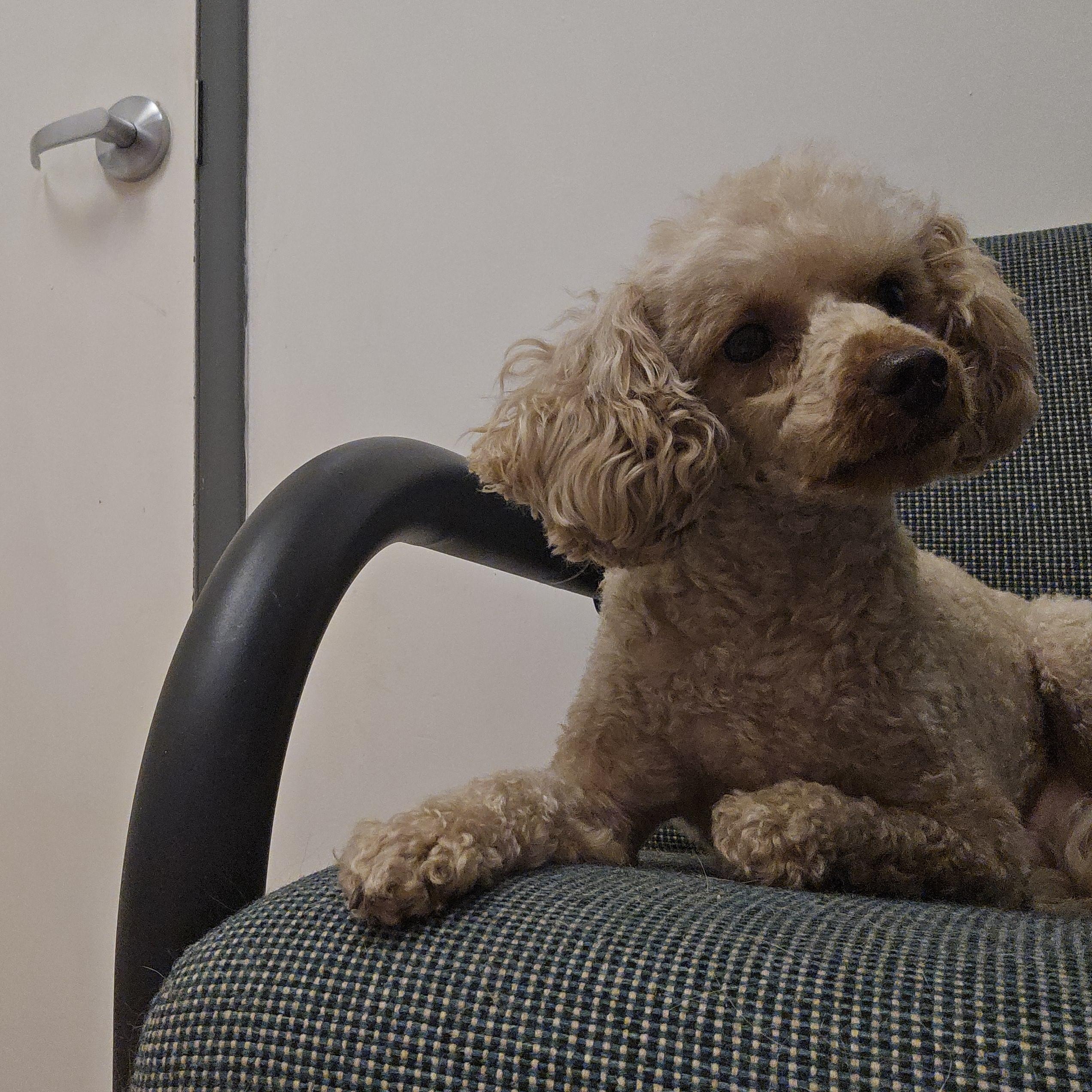 Buddy, born January 28, 2022