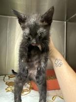 Billie Eyeless, ADOPTABLE, Kitten Male Domestic Short Hair.