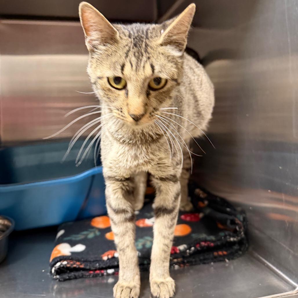 Daphne, Adoptable, Young Female Domestic Short Hair.
