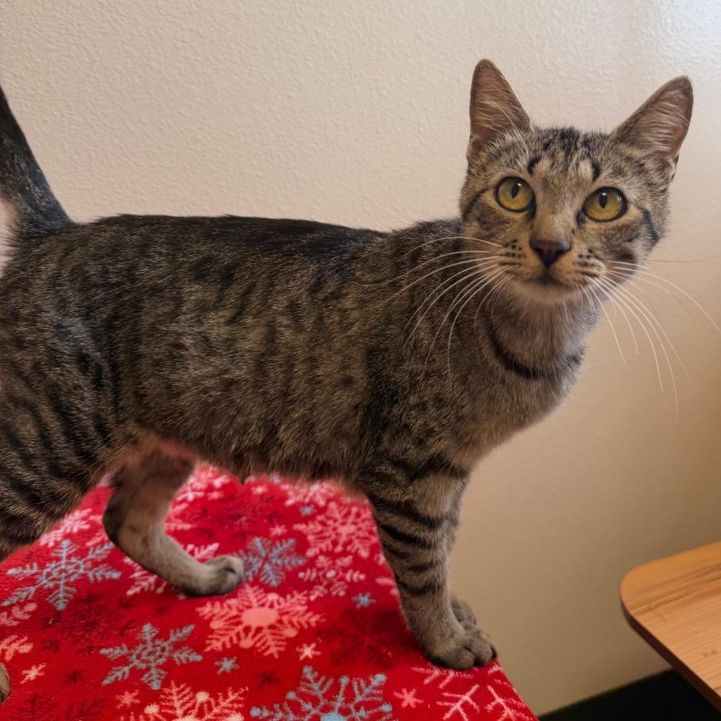 Enlarge Daphne, a Adoptable Domestic Short Hair in Cody, WY image 2/2