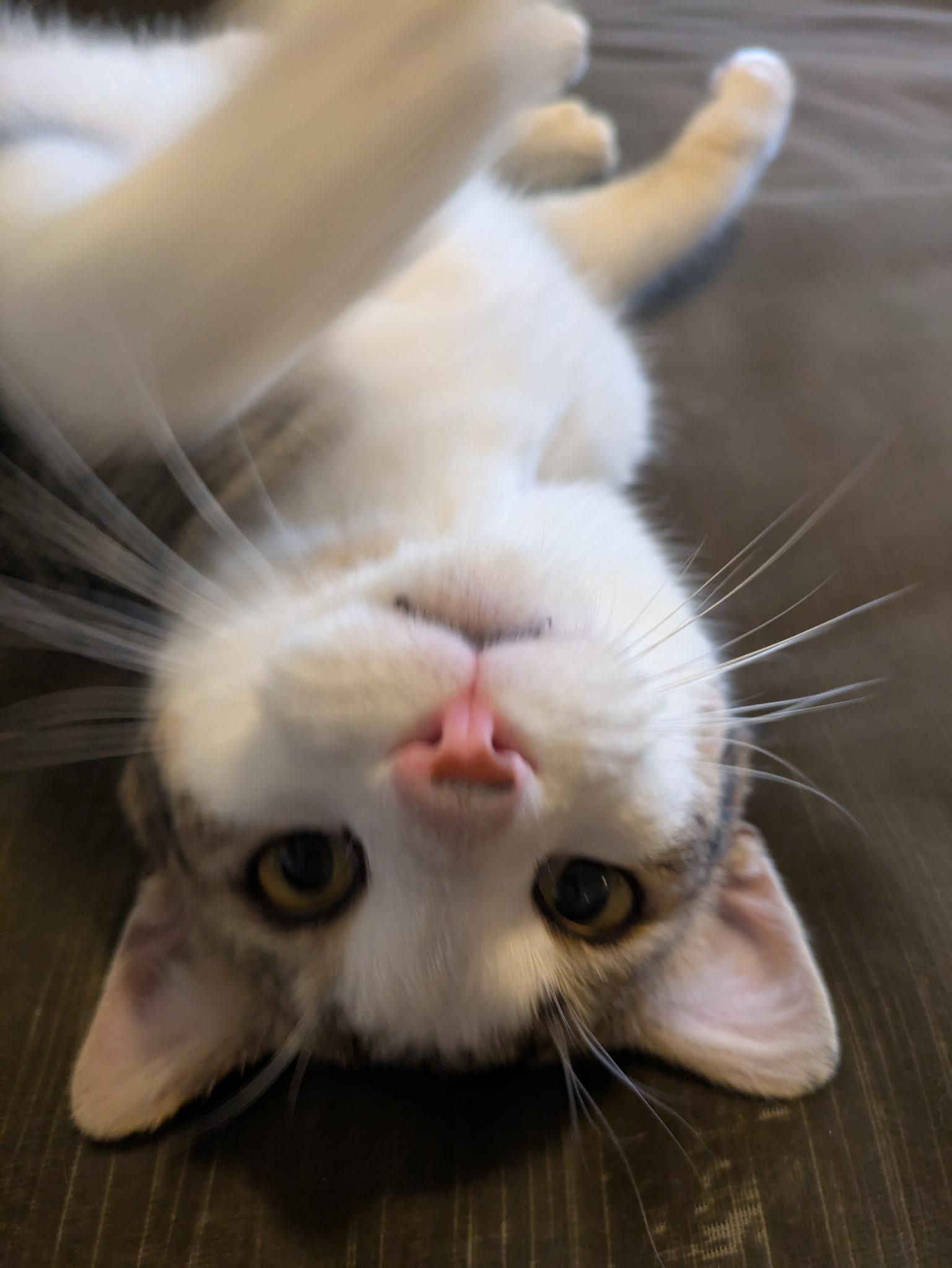 Manny N ~~ Cuddle thumbnail 3