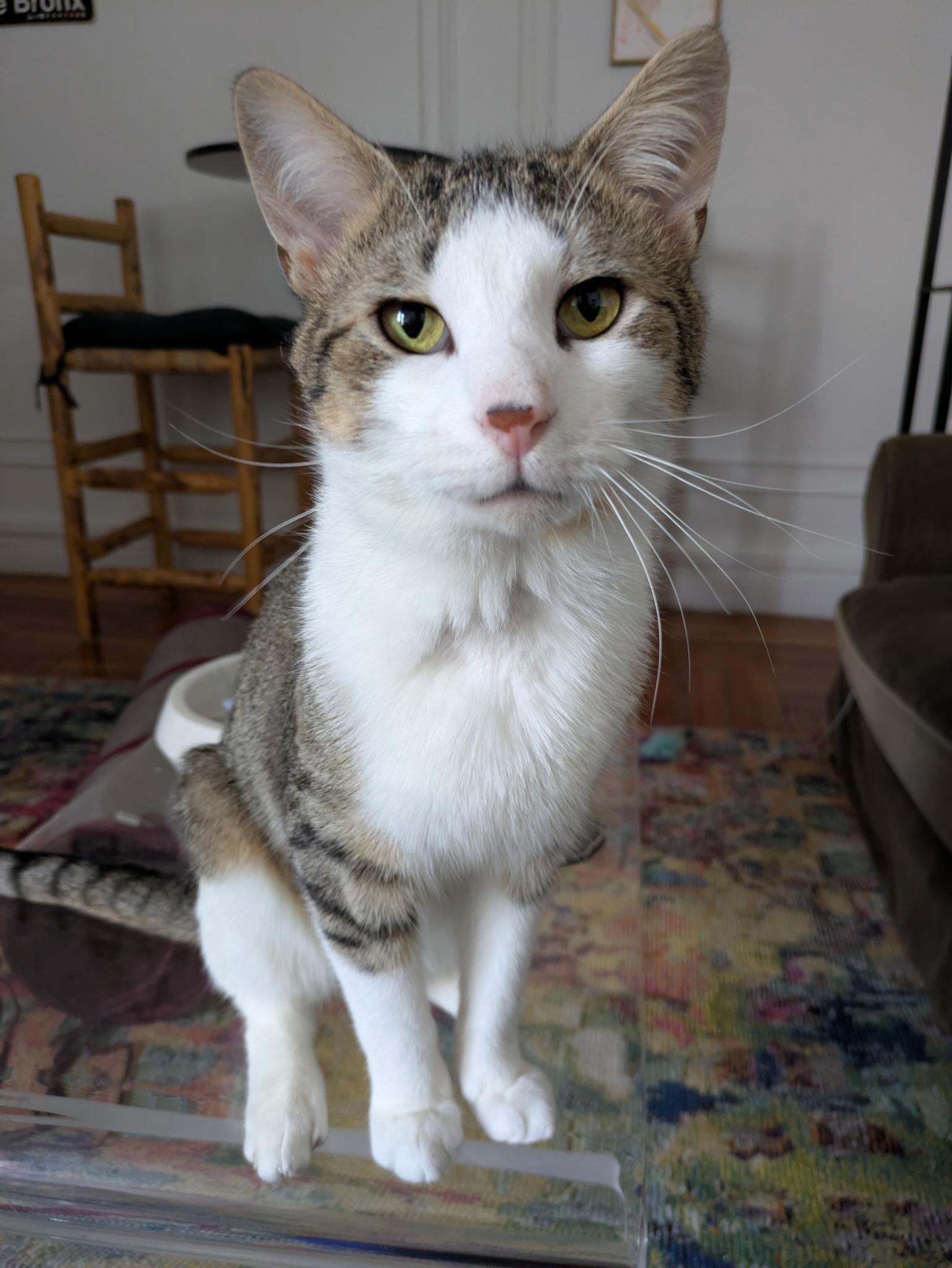 Manny N ~~ Cuddle thumbnail 2