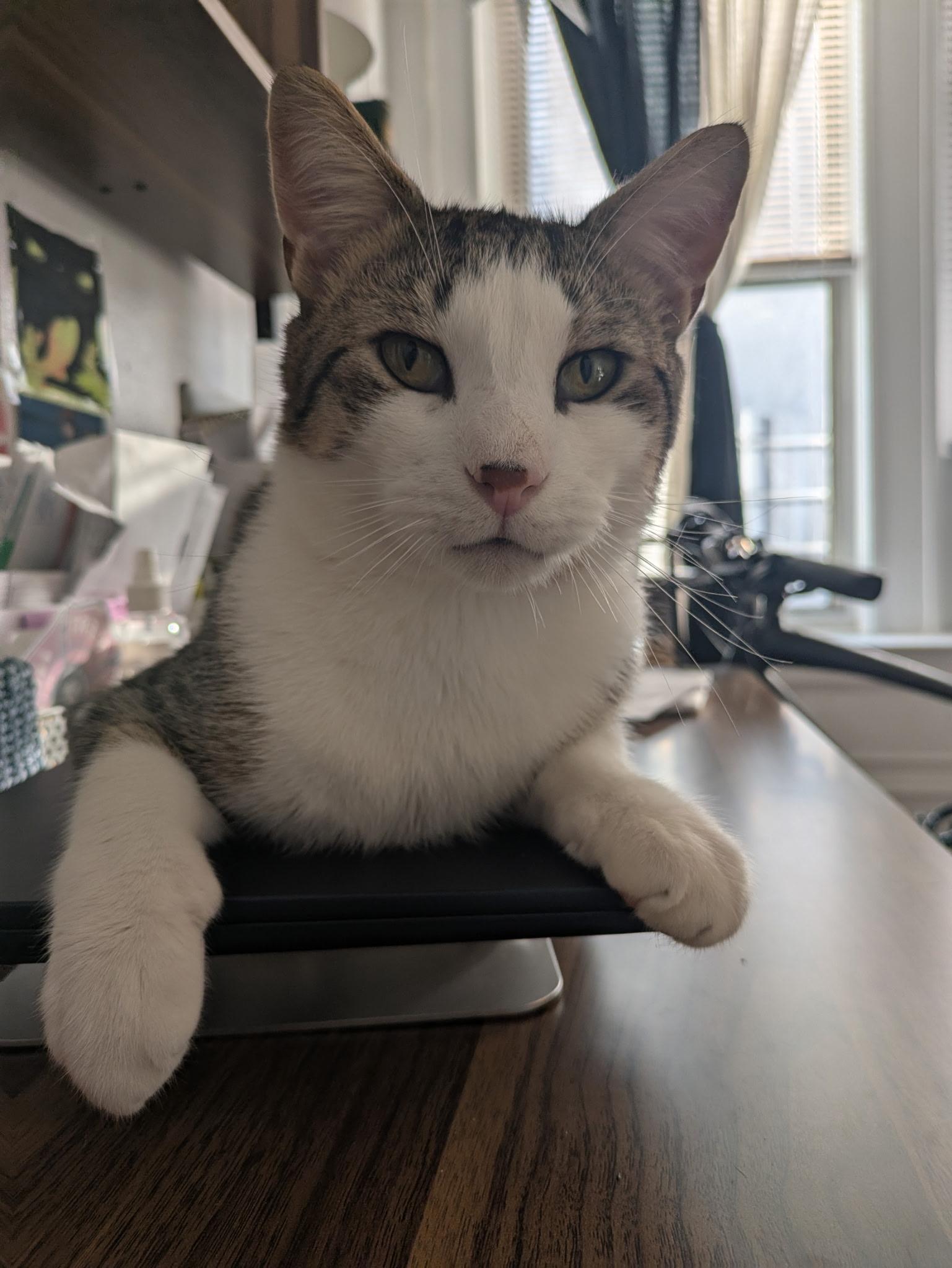 Manny N ~~ Cuddle thumbnail 6