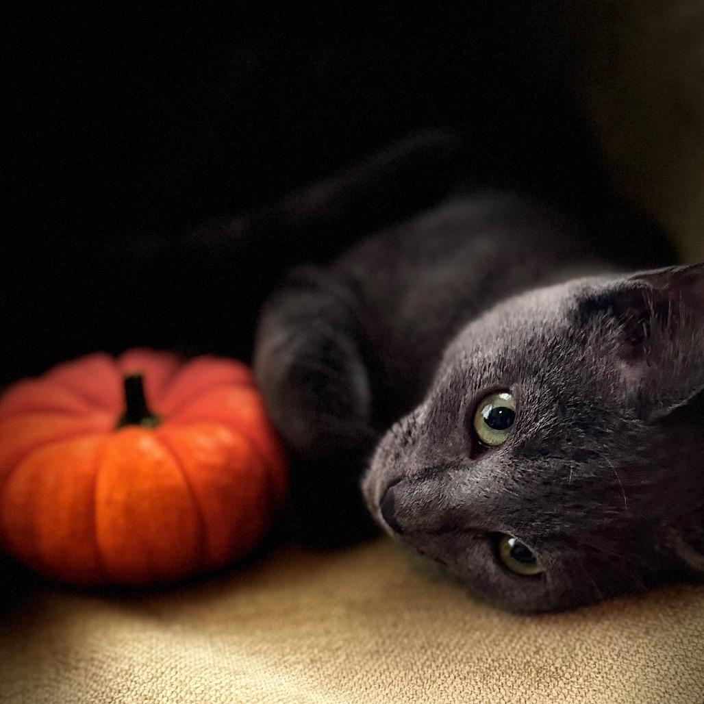1330 Earl, Adoptable, Young Male Russian Blue & Domestic Short Hair.
