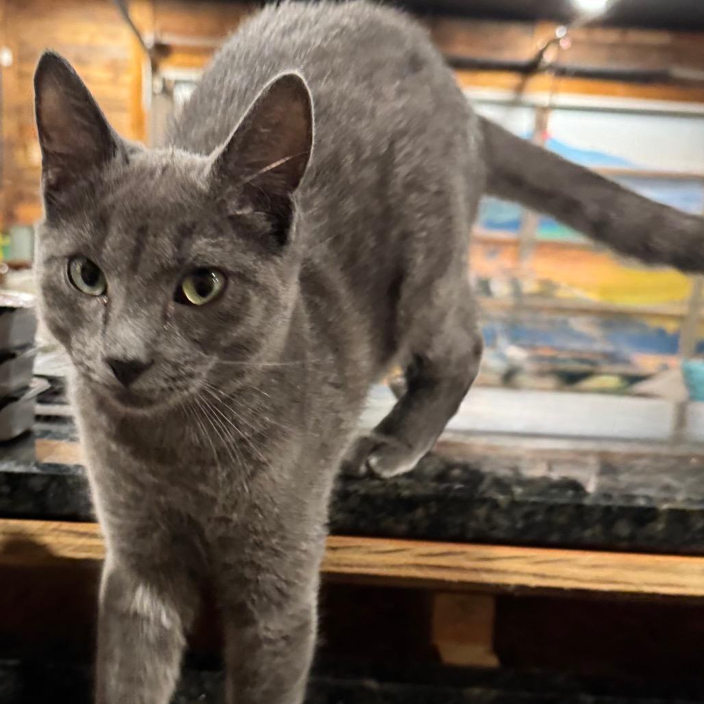 1330 Earl, a Adoptable mixed breed in Abbeville, SC image 3/3