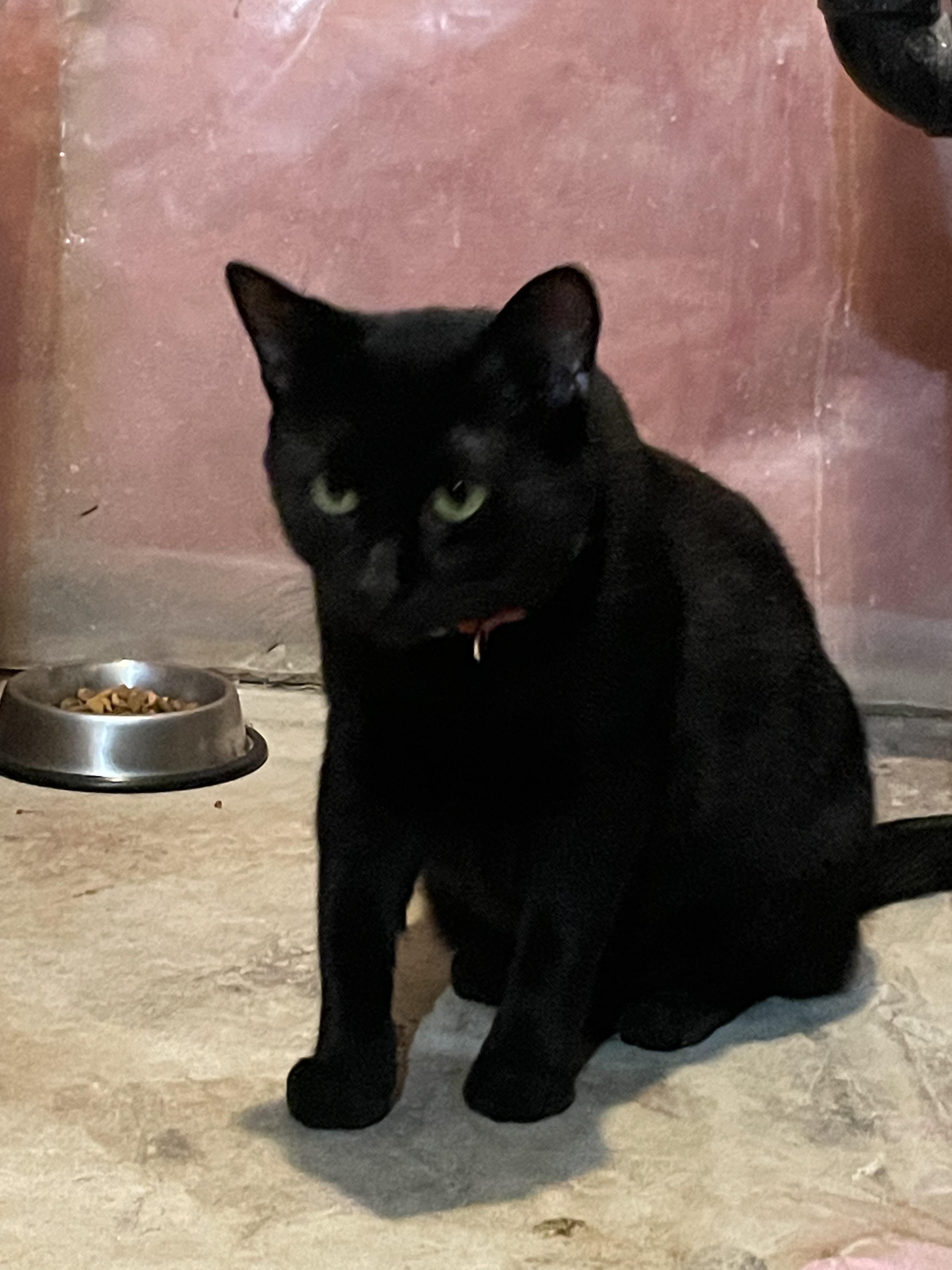 JAYCE (bonded with DRAVEN), a Adoptable Domestic Short Hair in Tillsonburg, ON image 2/6