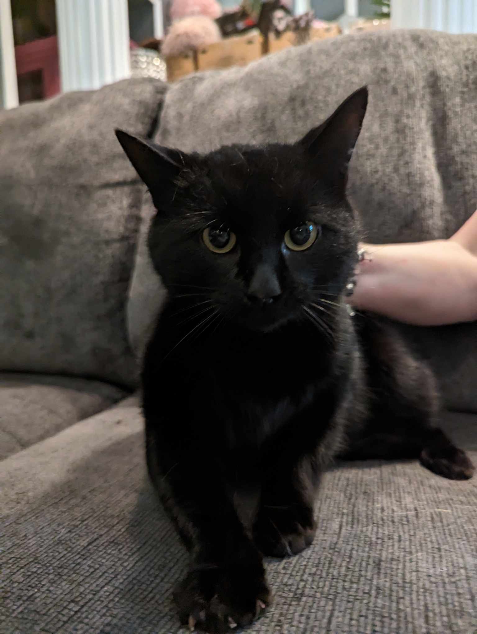 JAYCE (bonded with DRAVEN), a Adoptable Domestic Short Hair in Tillsonburg, ON image 3/6