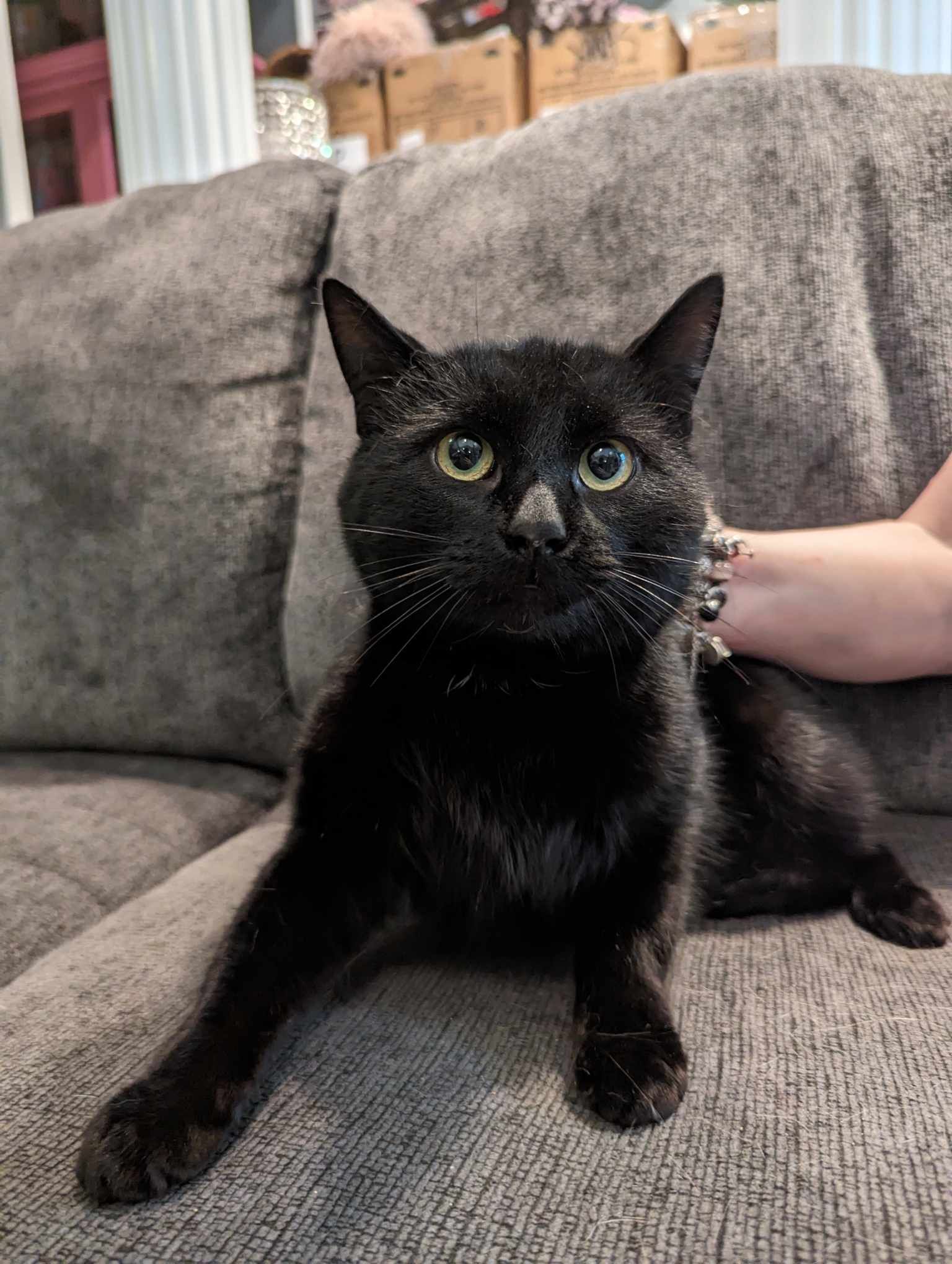 JAYCE (bonded with DRAVEN), a Adoptable Domestic Short Hair in Tillsonburg, ON image 4/6