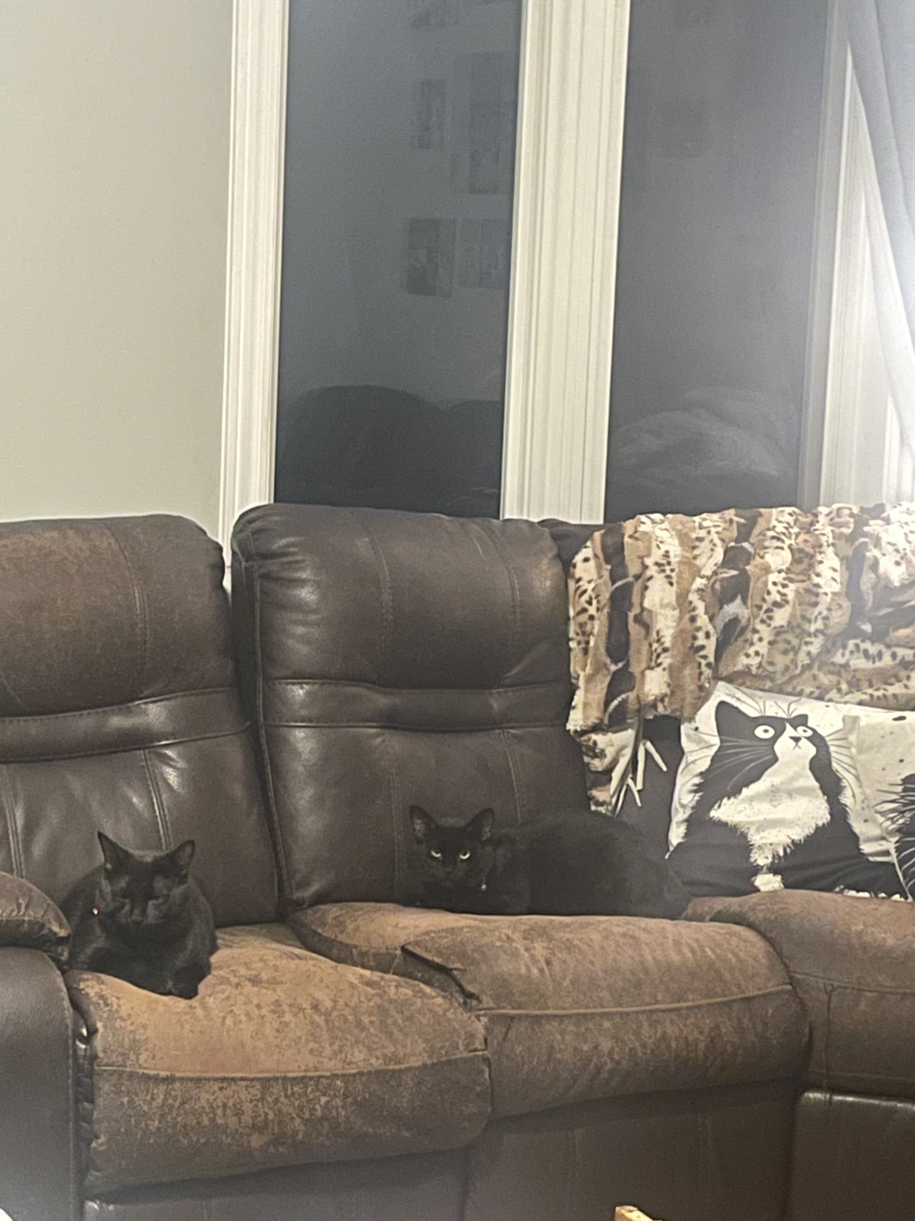 JAYCE (bonded with DRAVEN), a Adoptable Domestic Short Hair in Tillsonburg, ON image 6/6