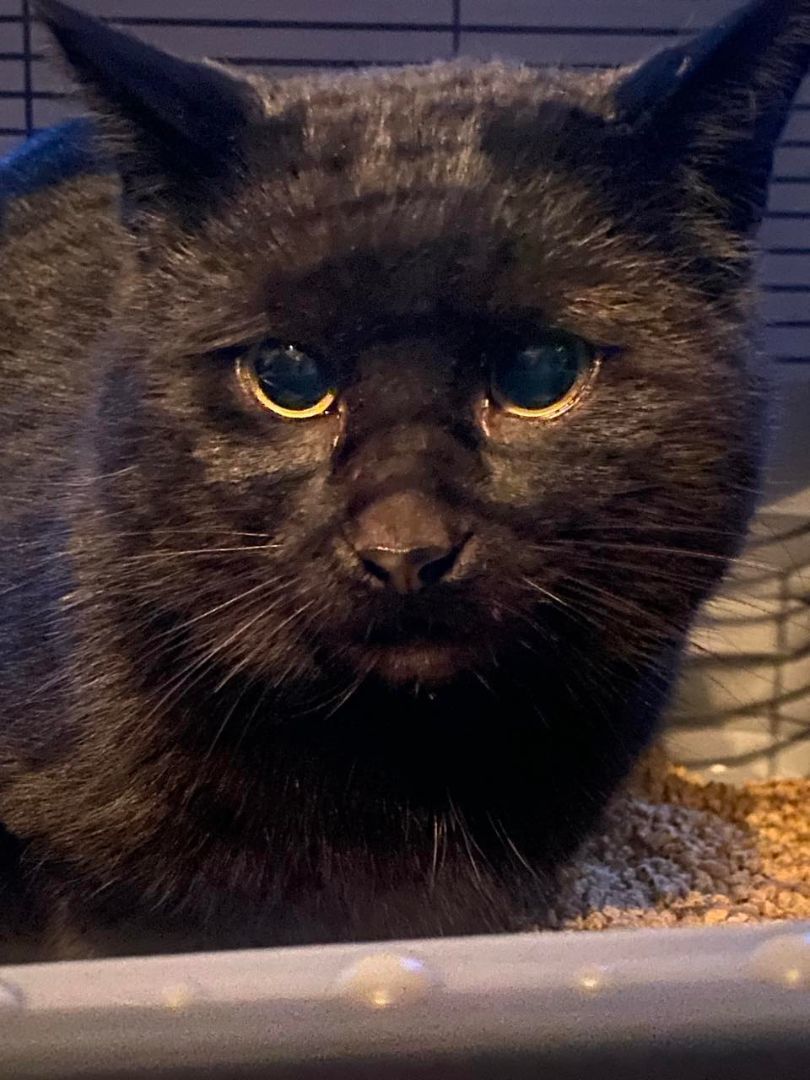 JAYCE (bonded with DRAVEN), a Adoptable Domestic Short Hair in Tillsonburg, ON image 5/6