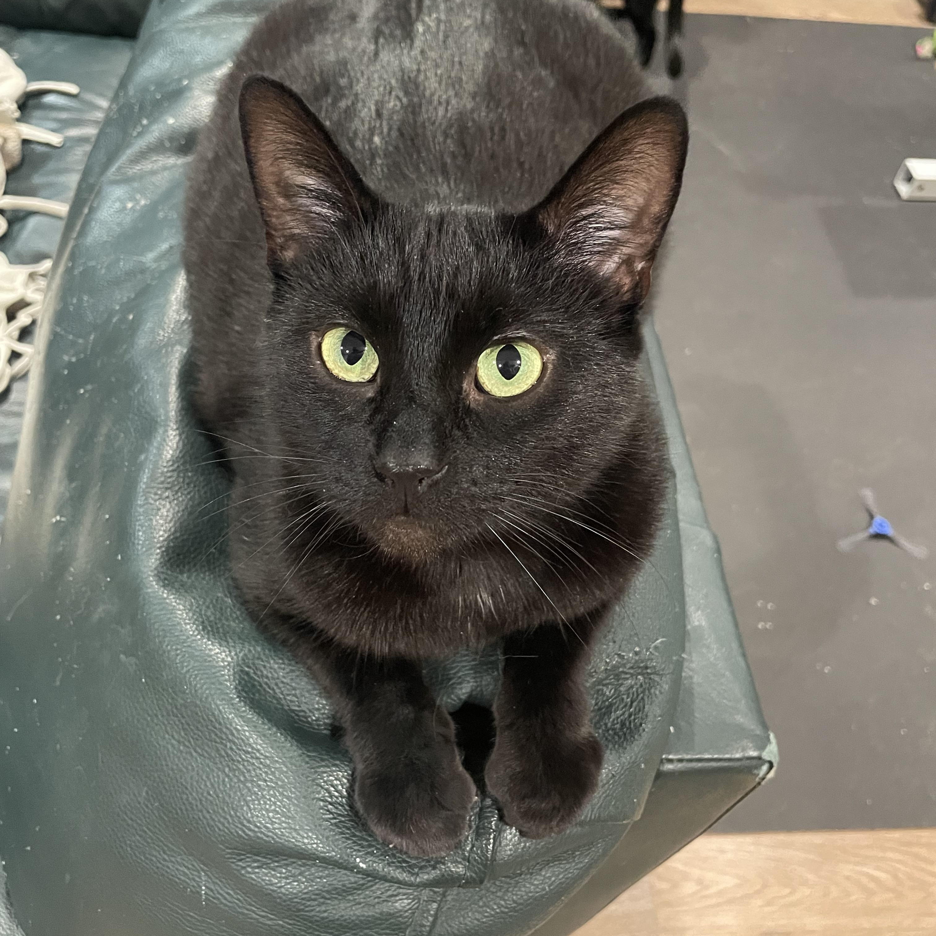 JAYCE (bonded with DRAVEN), a Adoptable Domestic Short Hair in Tillsonburg, ON image 1/6