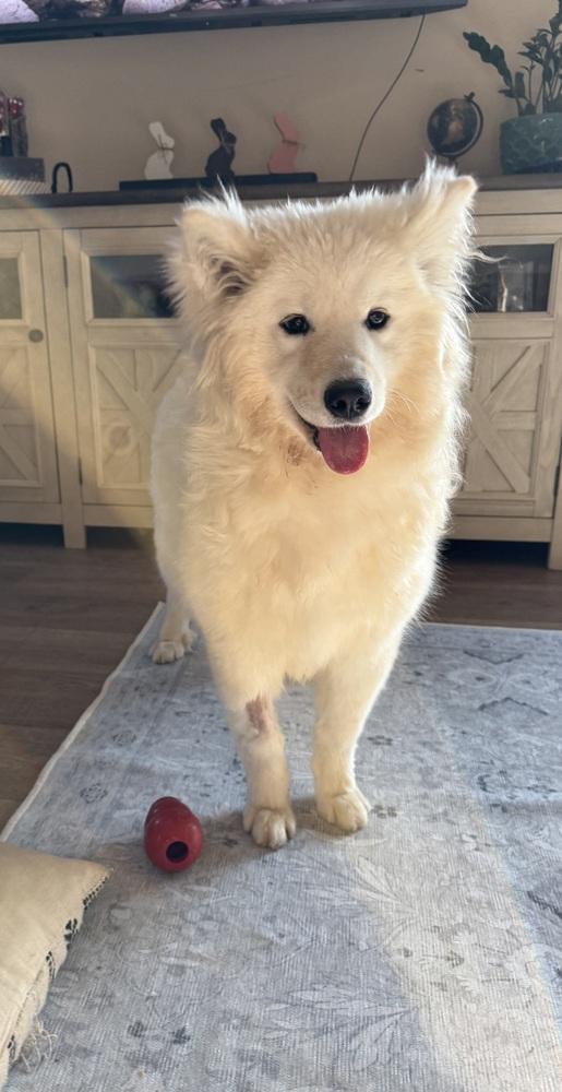 Enlarge Bianca, a Adoptable Samoyed in East Greenville, PA image 1/5