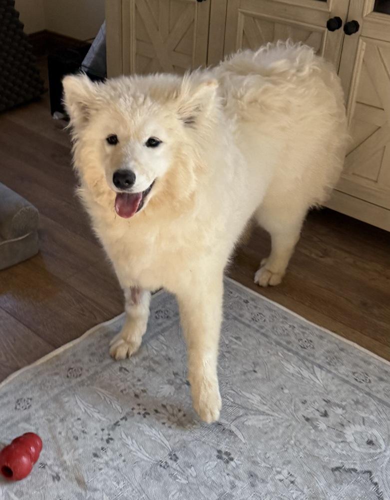 Enlarge Bianca, a Adoptable Samoyed in East Greenville, PA image 2/5