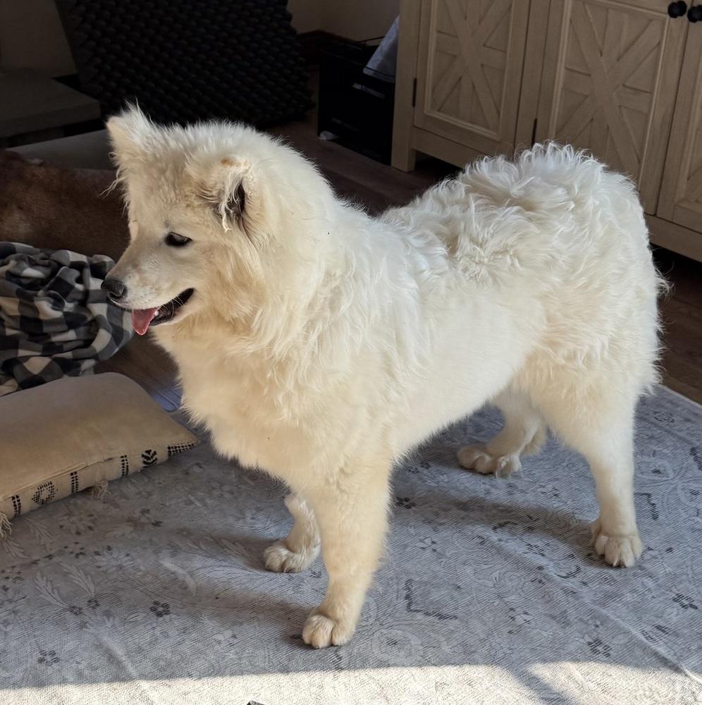 Enlarge Bianca, a Adoptable Samoyed in East Greenville, PA image 3/5