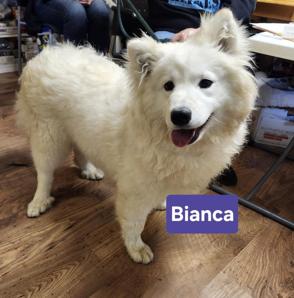 Enlarge Bianca, a Adoptable Samoyed in East Greenville, PA image 4/5
