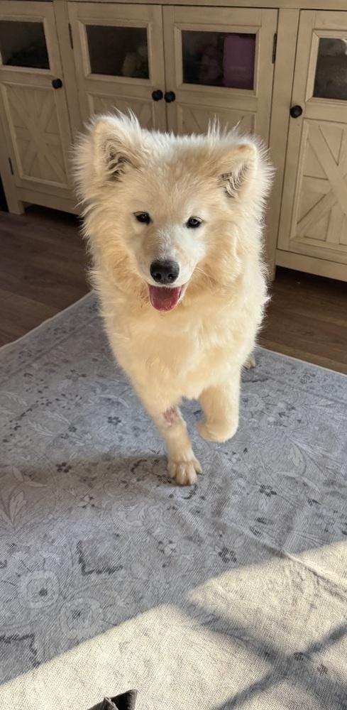 Enlarge Bianca, a Adoptable Samoyed in East Greenville, PA image 5/5