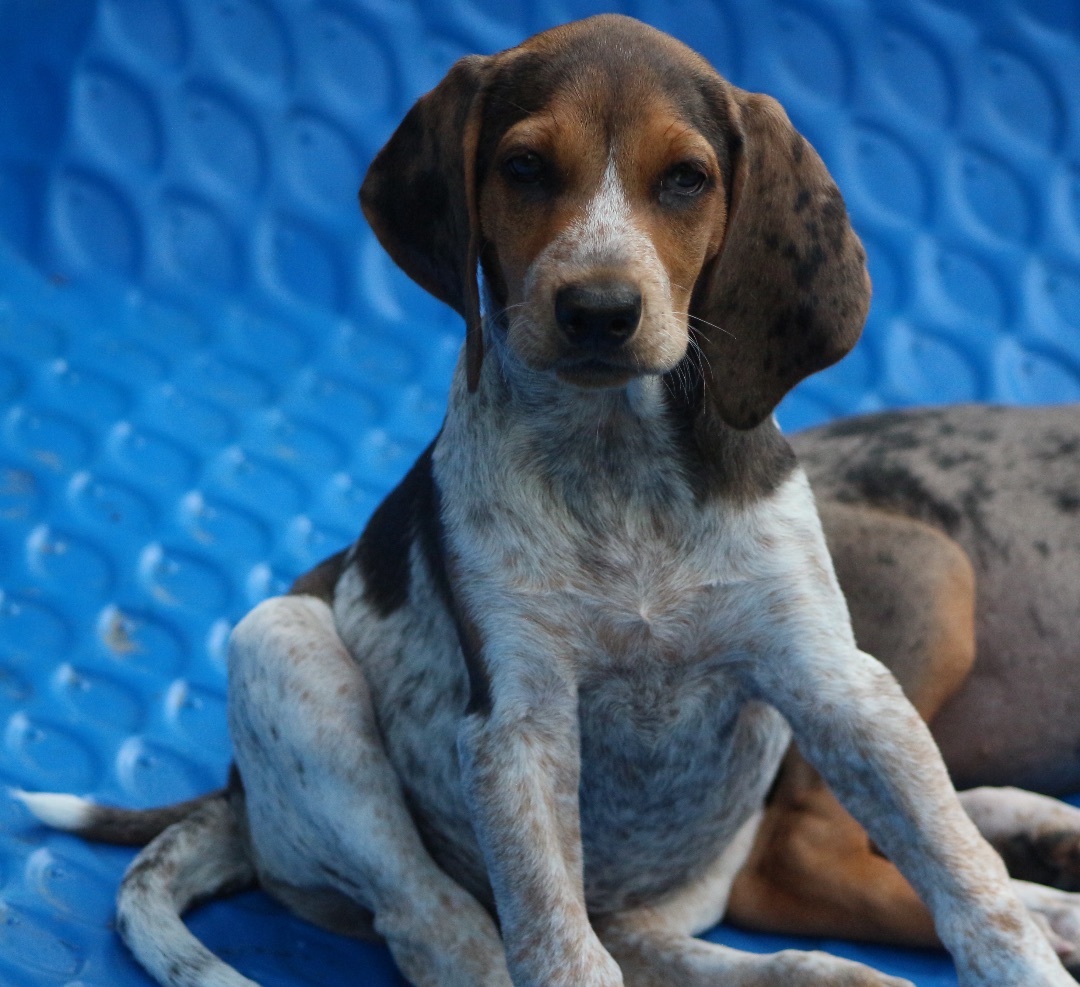 Enlarge SOPHIE, a Adopted mixed breed in Lovettsville, VA image 2/7