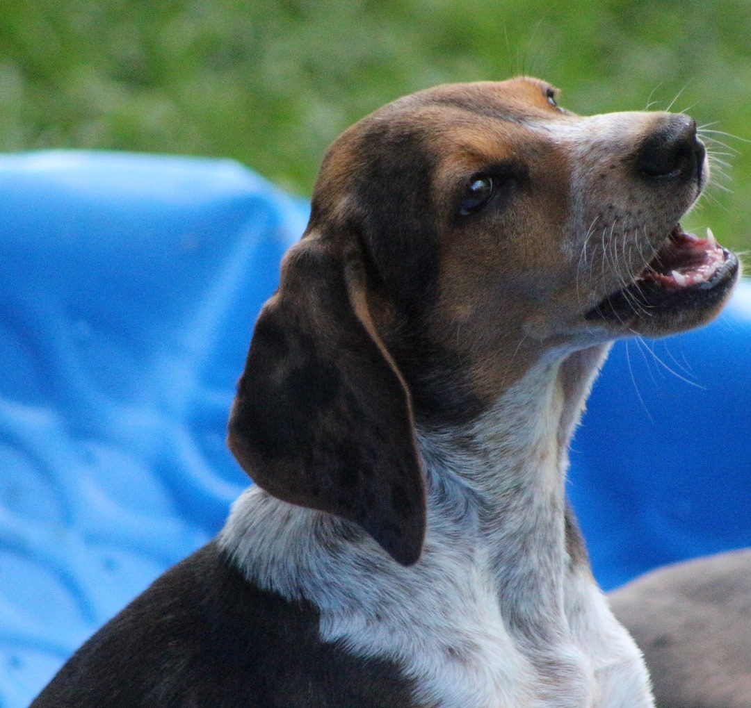 Enlarge SOPHIE, a Adopted mixed breed in Lovettsville, VA image 3/7