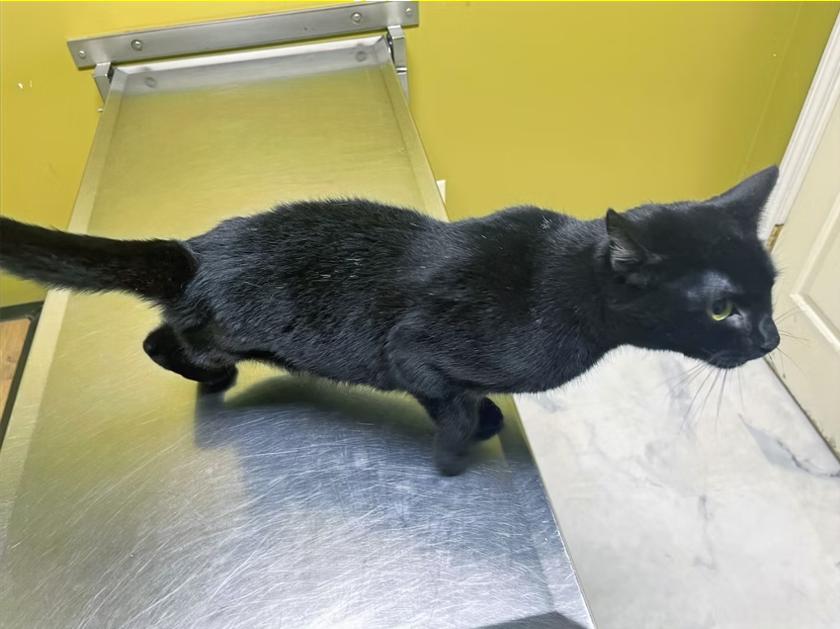 Enlarge Lumen, a ADOPTABLE Domestic Short Hair in Columbia, KY image 2/3