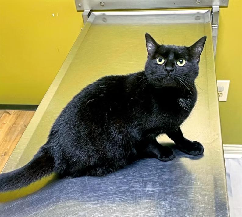 Enlarge Lumen, a ADOPTABLE Domestic Short Hair in Columbia, KY image 3/3