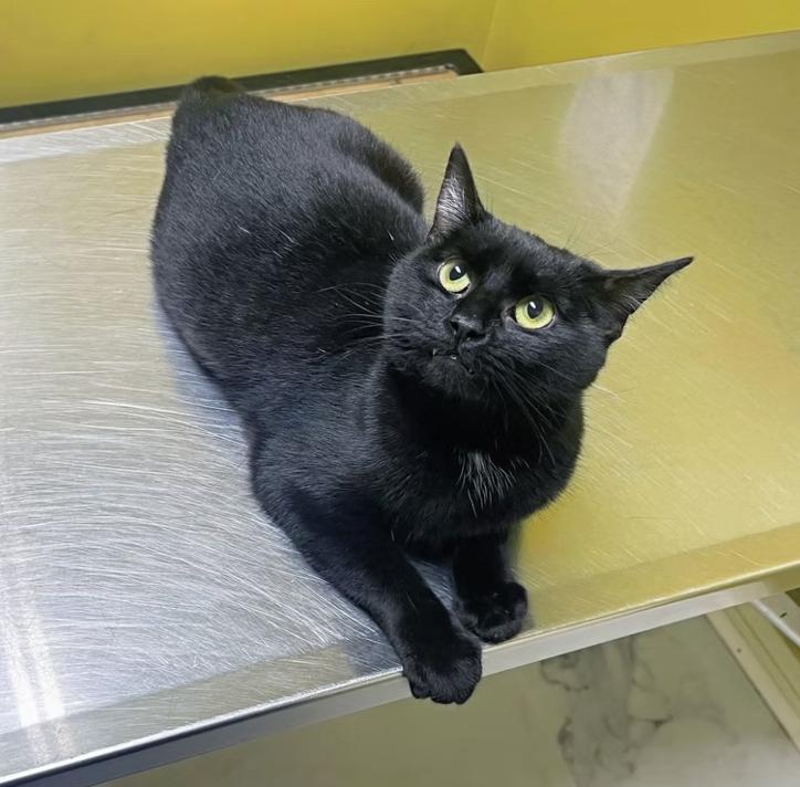 Lumen, ADOPTABLE, Adult Female Domestic Short Hair.
