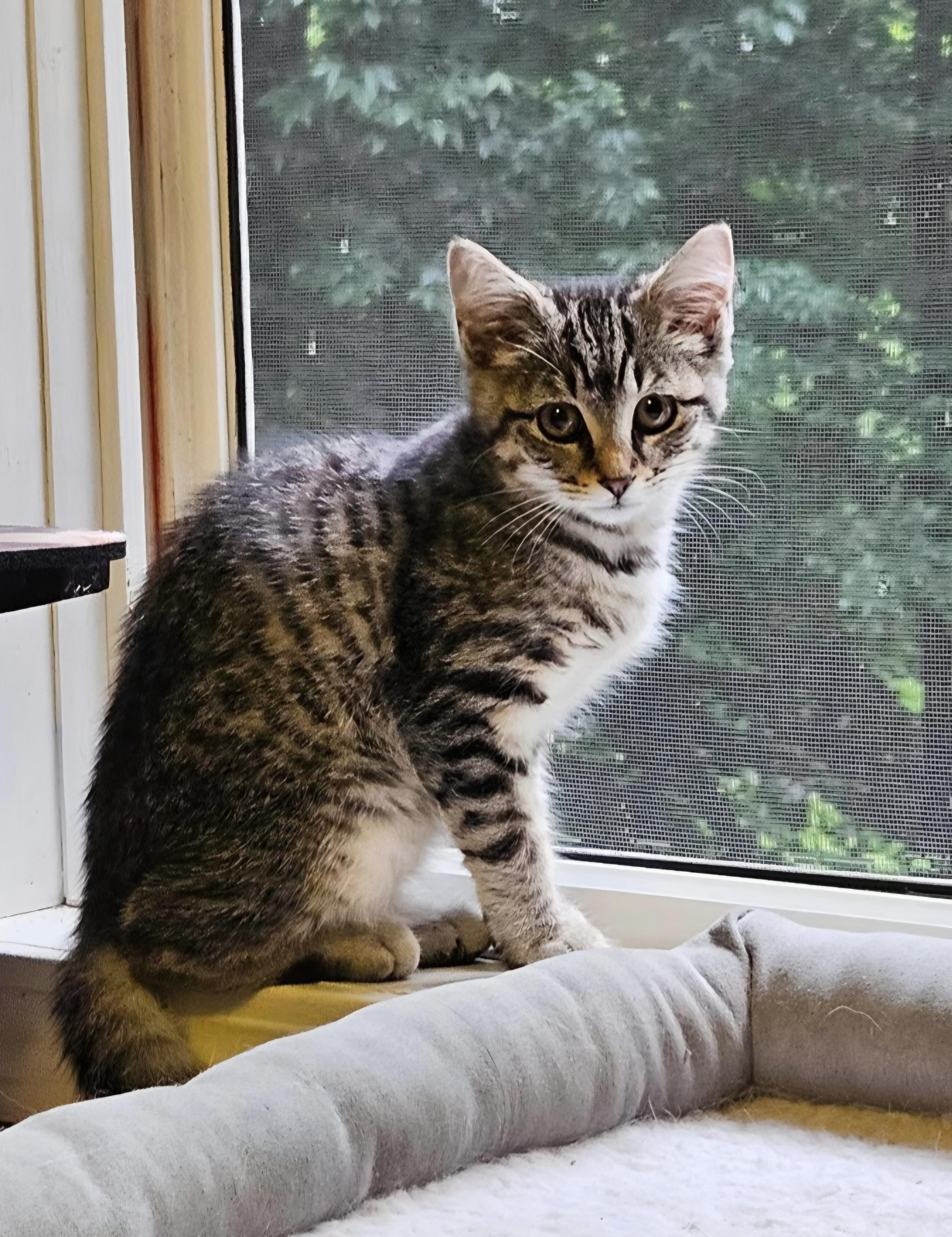 Penelope, Adoptable, Kitten Female Domestic Short Hair.