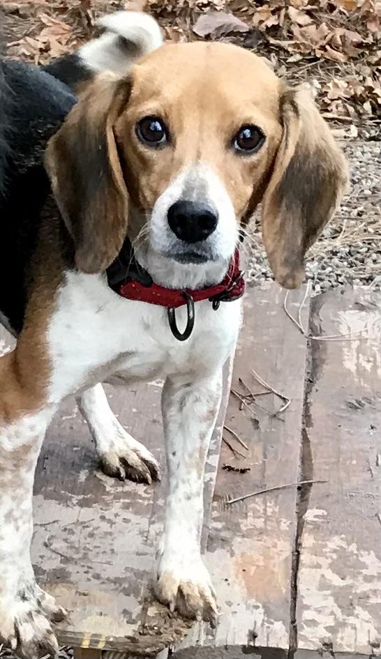 Enlarge Ciara, a Adoptable Beagle in Honeoye Falls, NY image 1/2