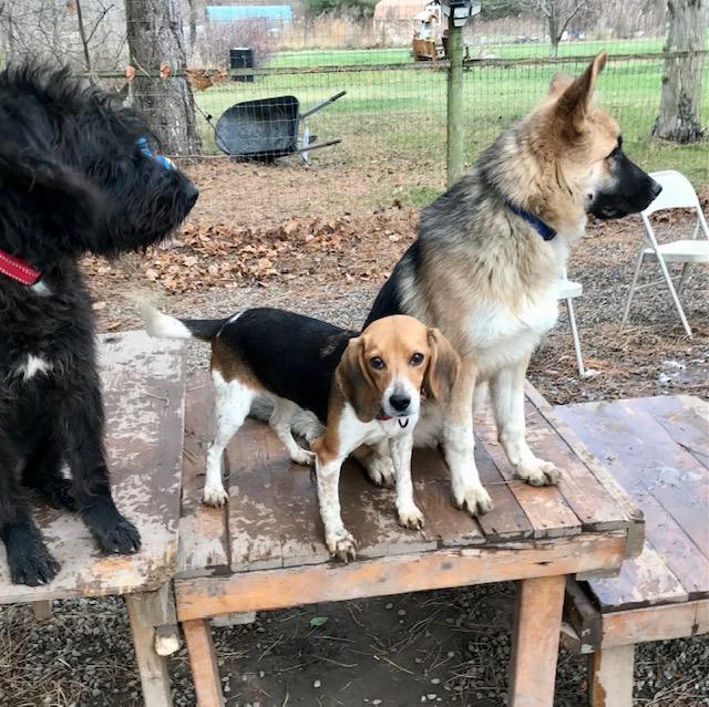 Enlarge Ciara, a Adoptable Beagle in Honeoye Falls, NY image 2/2