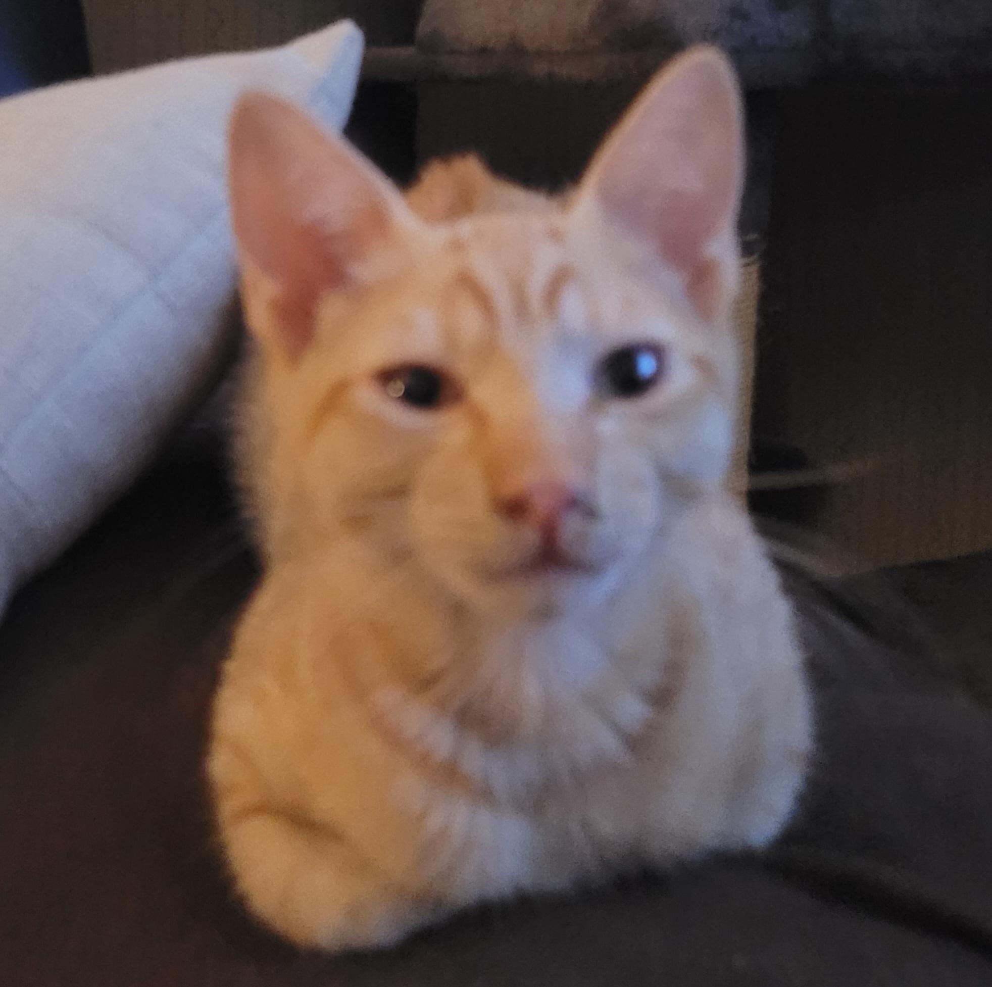 Enlarge Bastian, a Adoptable Tabby in Tracy, CA image 1/1