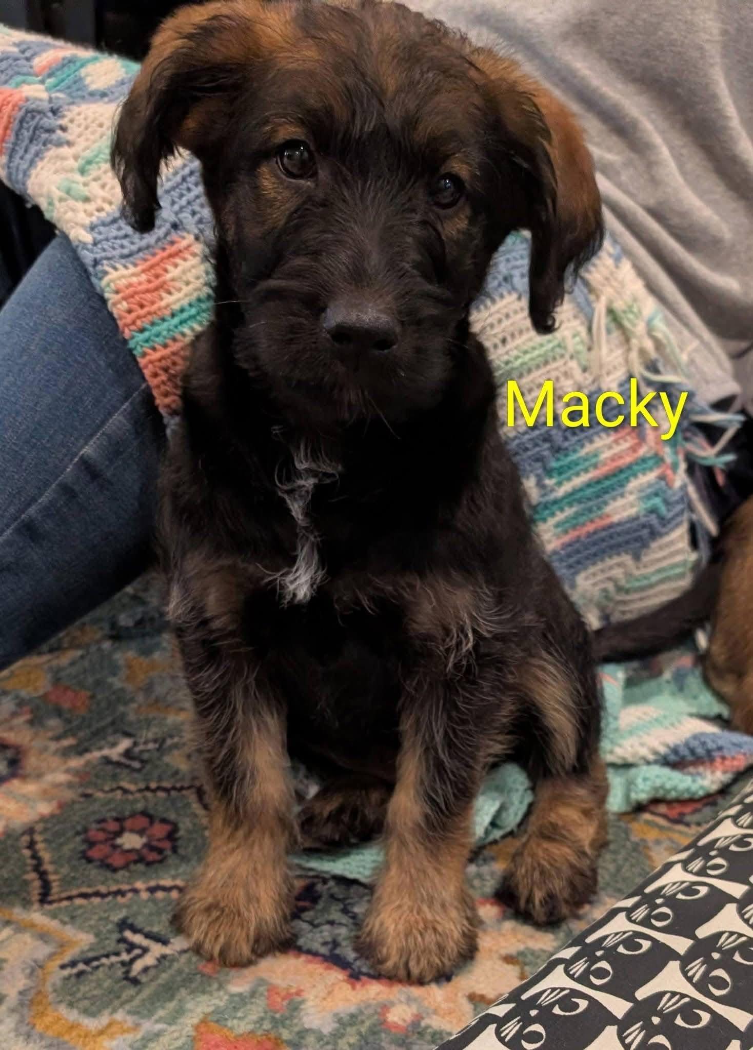 Enlarge Macky, a Adoptable mixed breed in Elizabethtown, PA image 2/3