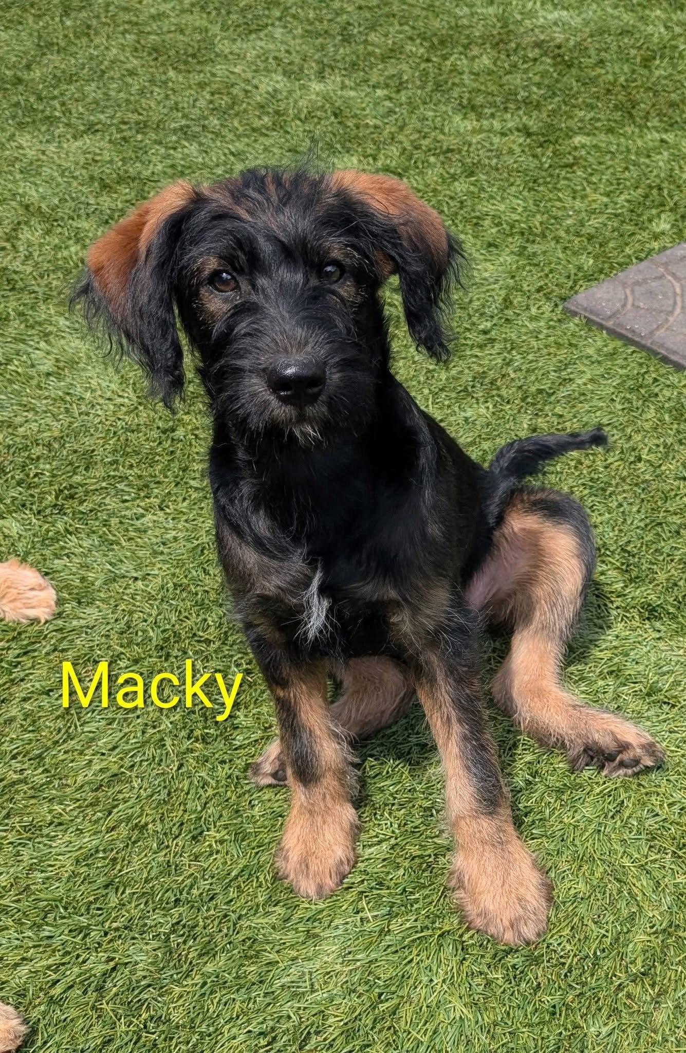 Enlarge Macky, a Adoptable mixed breed in Elizabethtown, PA image 3/3