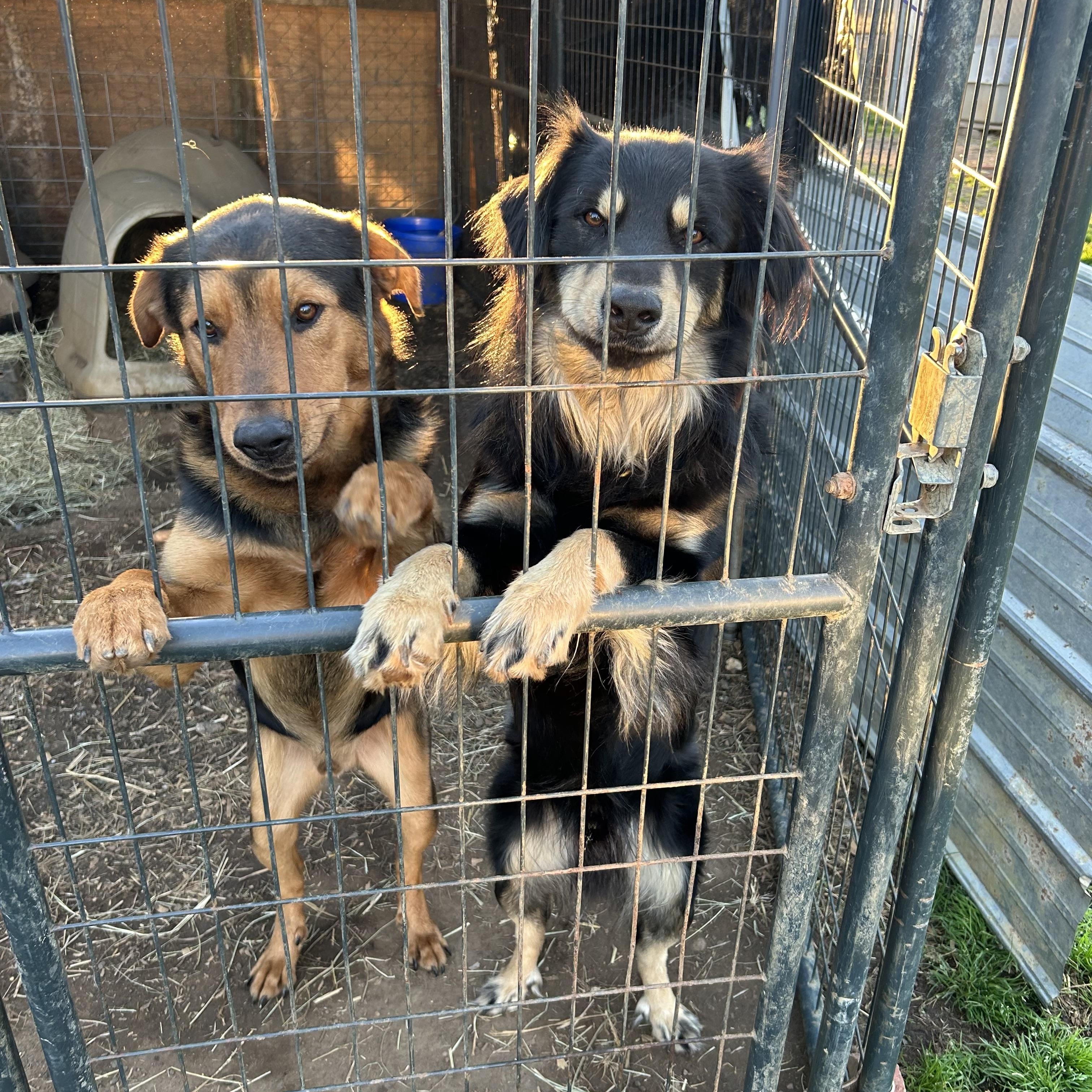 Rocky and Sammy, bonded pair, Adoptable, Young Male Australian Shepherd.