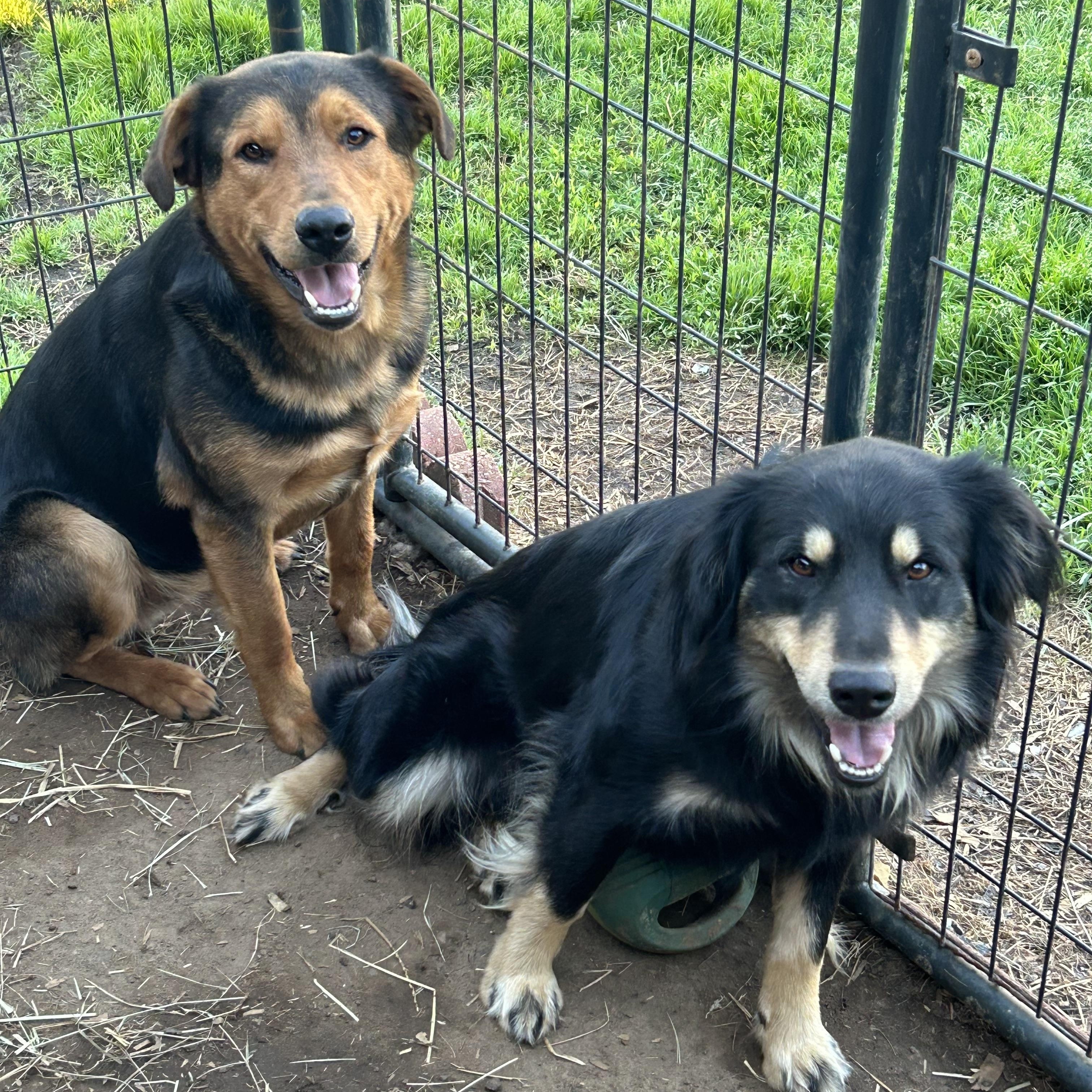 Enlarge Rocky and Sammy, bonded pair, a Adoptable mixed breed in Centerville , MA image 2/6