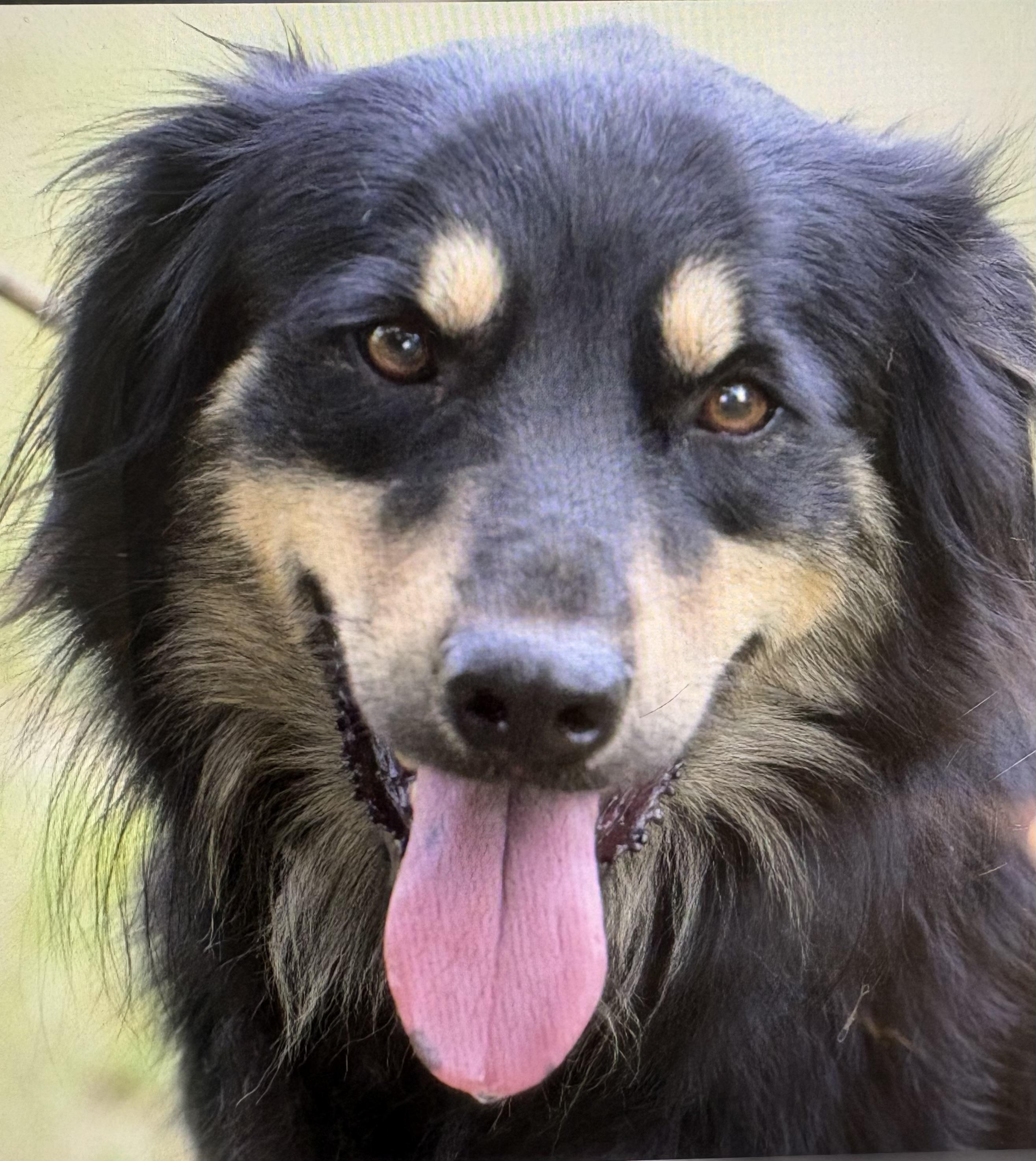 Enlarge Rocky and Sammy, bonded pair, a Adoptable mixed breed in Centerville , MA image 4/6