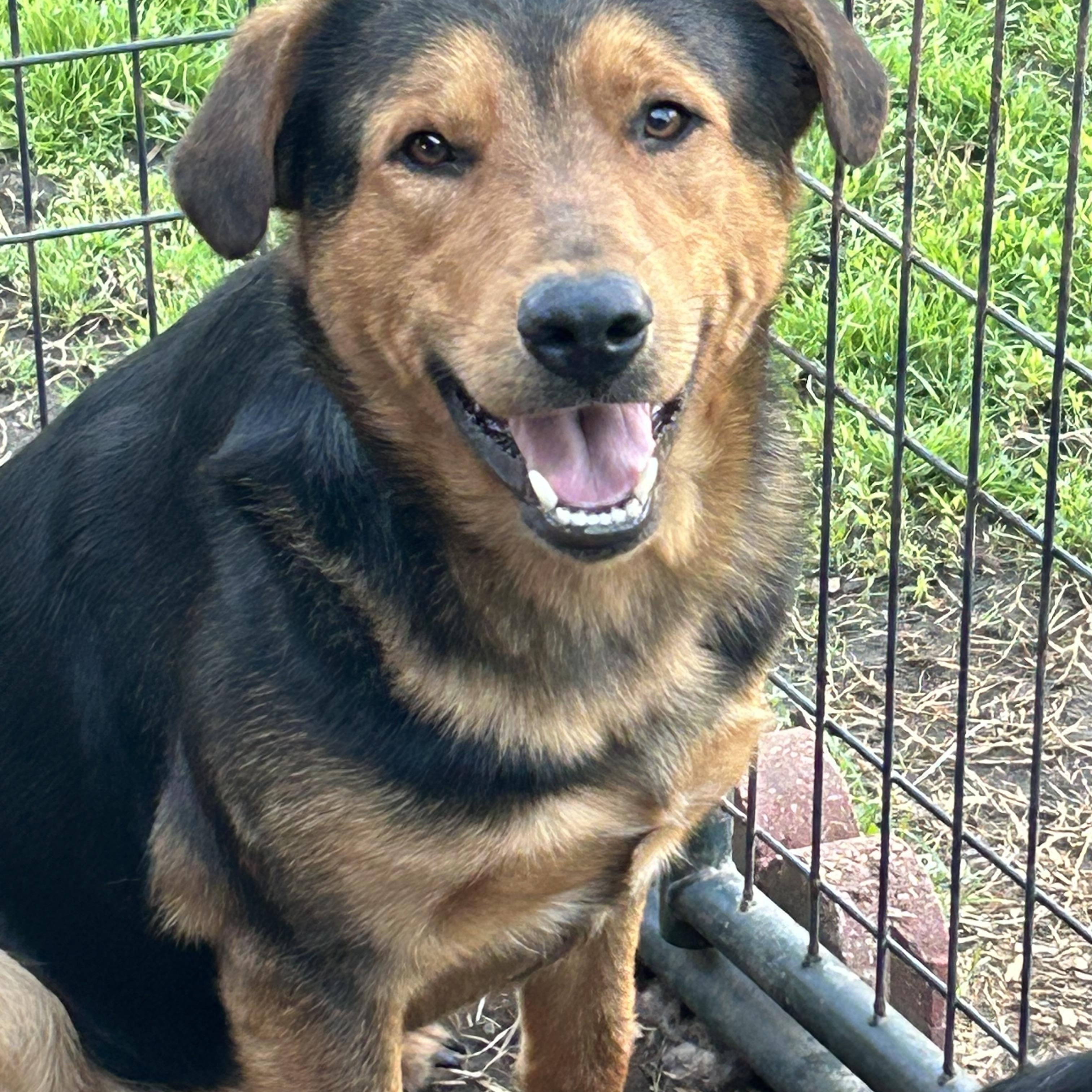 Enlarge Rocky and Sammy, bonded pair, a Adoptable mixed breed in Centerville , MA image 3/6
